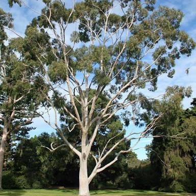 Corymbia ficifolia (syn. Eucalyptus ficifolia), red-flowering gum