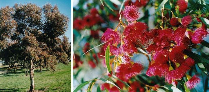 eucalyptus leucoxylon var rosea (Pink Flowering Gum) – Westgrow
