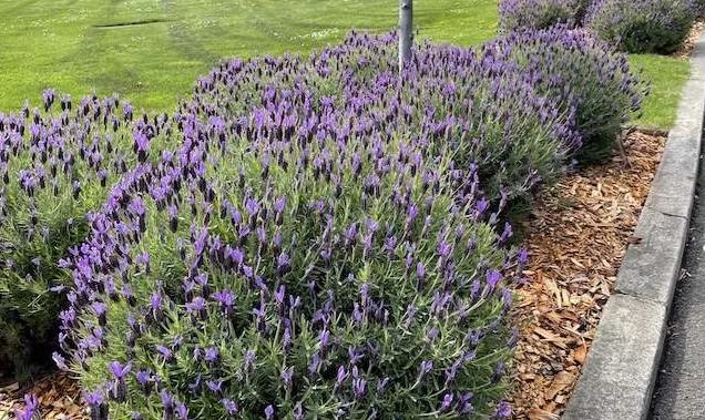 Spanish Lavender (Lavandula stoechas)