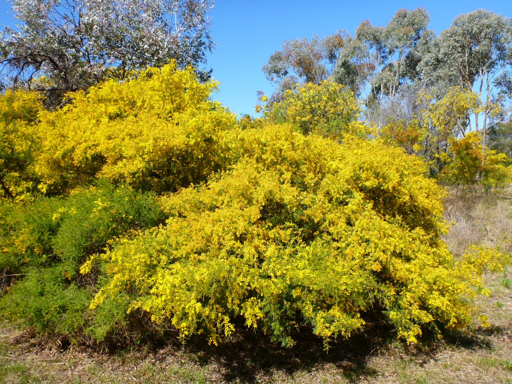 Acacia Cardiophylla The Native Shop