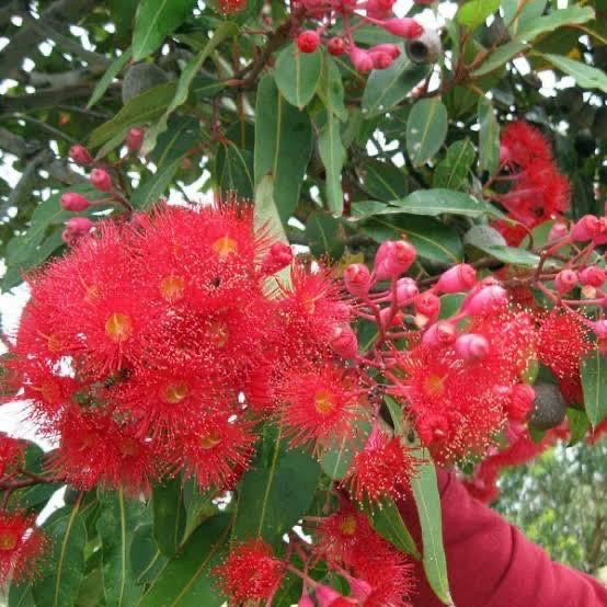 Corymbia ficifolia - Red-flowering Gum