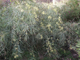 Acacia iteaphylla