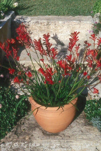 Anigozanthos dwarf red