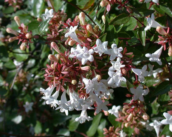 abelia-x-grandiflora-nana