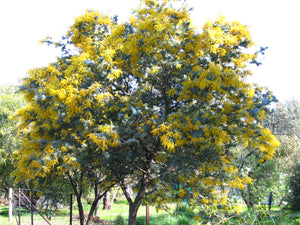 Acacia baileyana