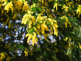 Acacia baileyana