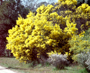 Acacia boormannii