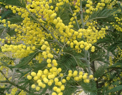 Acacia dealbata – The Native Shop