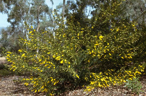 Dwarf Wattle - Acacia Drummondii ssp Candolleana