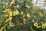 Dwarf Wattle - Acacia Drummondii ssp Candolleana