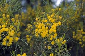 Acacia euthycarpa