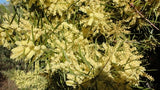 Acacia floribunda