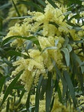 Acacia floribunda