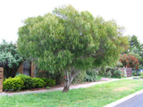 Acacia floribunda