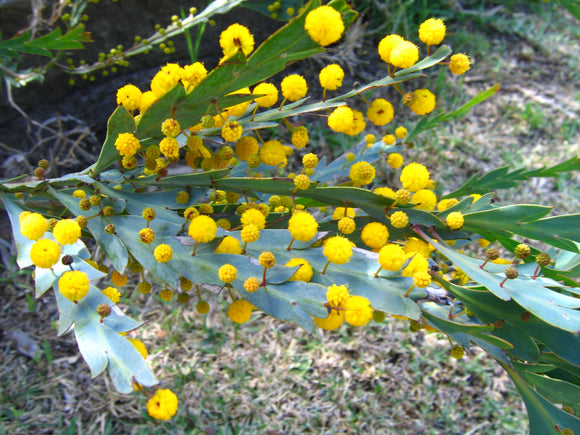 Acacia glaucoptera