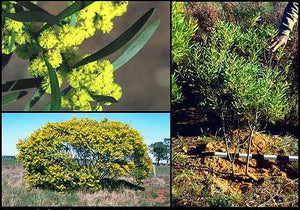 Acacia hakeoides