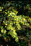 Acacia howitti