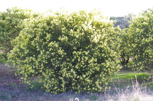 Acacia iteaphylla