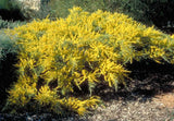 Acacia lineata