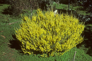 Acacia lineata