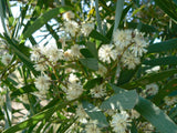 Acacia melanoxylon