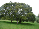 Acacia melanoxylon