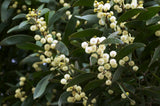 Acacia melanoxylon