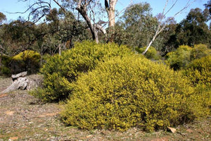 Acacia montana