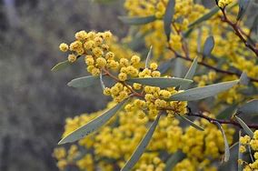 Acacia notibilis