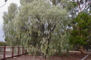 Acacia pendula