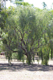 Acacia pendula