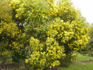 Acacia pycnantha