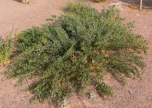 Acacia redolens low form