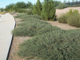 Acacia redolens low form