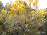 Acacia rigens