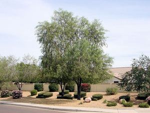 Acacia salicina