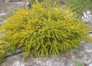 Acacia spathulifolia