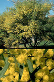 Acacia trineura