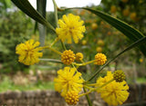 Acacia trineura