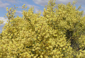 Acacia victoriae