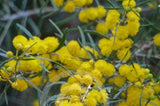 Acacia wilhelmiana