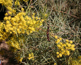 Acacia wilhelmiana