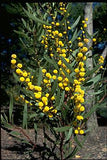 Acacia beckleri