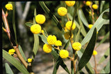 Acacia beckleri