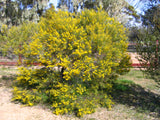 Acacia calamifolia