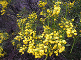 Acacia calamifolia