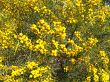 Acacia calamifolia