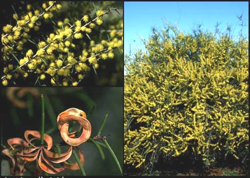 Acacia colletiodes