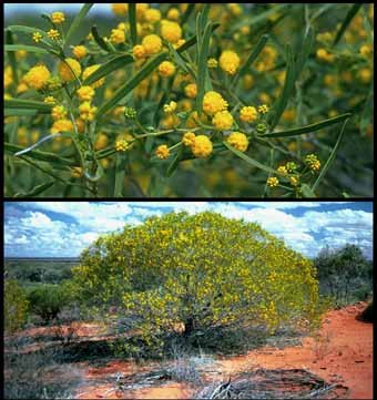 Acacia Ligulata