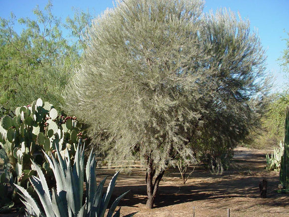 Acacia papyrocarpa